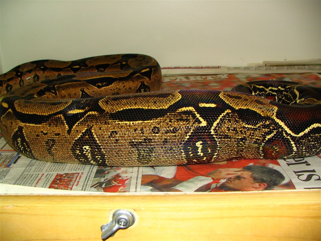 Suriname Redtail Ovulation